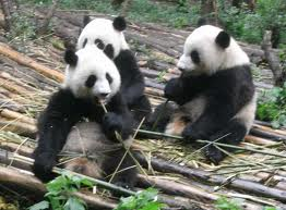 Course Image CHINOIS LANSAD - niveau A0 - semestre 1 (TE18CH/TE19CH)